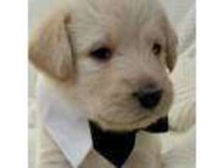 Labradoodle Puppy for sale in Parker, CO, USA