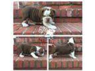 Bulldog Puppy for sale in Woodbury, NJ, USA