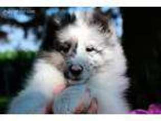 Shetland Sheepdog Puppy for sale in Fort Recovery, OH, USA