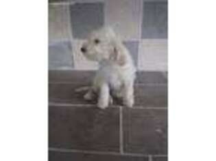 Goldendoodle Puppy for sale in Hillsboro, WI, USA