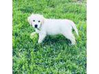 Golden Retriever Puppy for sale in Cowpens, SC, USA