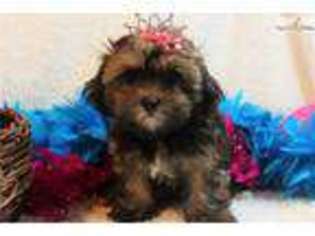 Shorkie Tzu Puppy for sale in Saint Louis, MO, USA