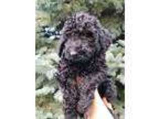 Mutt Puppy for sale in Monroe, IA, USA