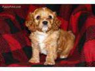 Cavapoo Puppy for sale in New Albany, PA, USA