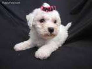 Bichon Frise Puppy for sale in Alexis, NC, USA