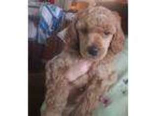 Mutt Puppy for sale in Eagle Point, OR, USA