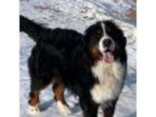 Bernese Mountain Dog Puppy for sale in Roberts, MT, USA