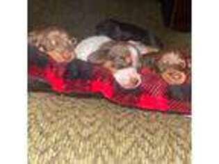 Dachshund Puppy for sale in Flint, MI, USA