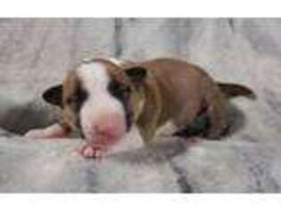 Bull Terrier Puppy for sale in Checotah, OK, USA