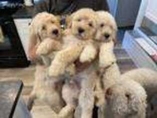 Goldendoodle Puppy for sale in Pinellas Park, FL, USA