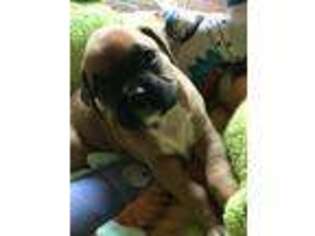 Boxer Puppy for sale in Hyattsville, MD, USA