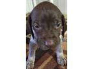 German Shorthaired Pointer Puppy for sale in Koshkonong, MO, USA