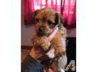 Yorkshire Terrier Puppy for sale in KNOXVILLE, TN, USA