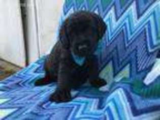 Labradoodle Puppy for sale in Peach Bottom, PA, USA