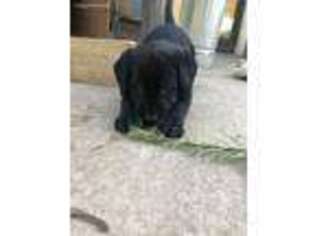 Labrador Retriever Puppy for sale in Lynden, WA, USA