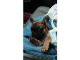 French Bulldog Puppy for sale in Ashland City, TN, USA