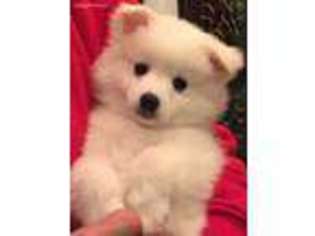 American Eskimo Dog Puppy for sale in Southport, CT, USA