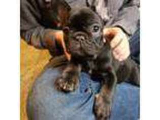 French Bulldog Puppy for sale in Forest Grove, OR, USA
