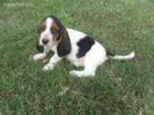 Basset Hound Puppy for sale in Houston, TX, USA