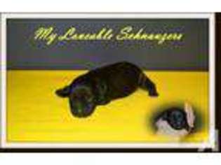 Mutt Puppy for sale in GOODLETTSVILLE, TN, USA