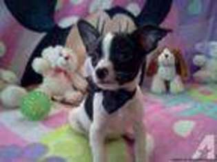 Chihuahua Puppy for sale in HIGHLAND SPRINGS, VA, USA