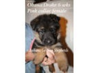 Mutt Puppy for sale in Chrisney, IN, USA