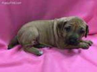 Rhodesian Ridgeback Puppy for sale in Martin, TN, USA