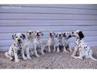 Dalmatian Puppy for sale in Fayetteville, NC, USA