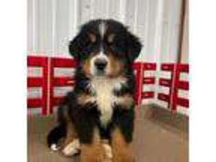 Bernese Mountain Dog Puppy for sale in Richmond, VA, USA