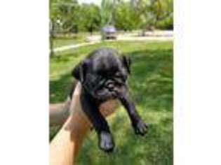 Pug Puppy for sale in Corpus Christi, TX, USA