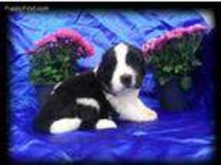 Newfoundland Puppy for sale in Castle Rock, WA, USA