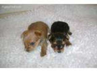 Yorkshire Terrier Puppy for sale in Jackson Center, PA, USA