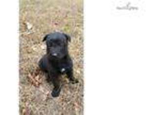 Dutch Shepherd Dog Puppy for sale in Fort Worth, TX, USA
