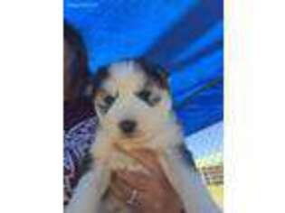 Siberian Husky Puppy for sale in Point, TX, USA