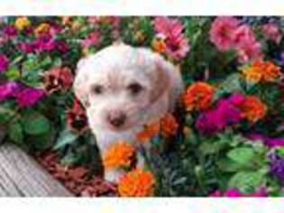 Schnoodle (Standard) Puppy for sale in Bend, OR, USA
