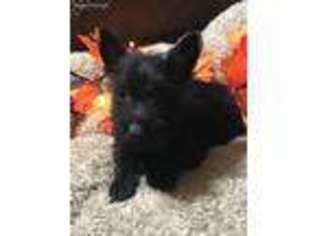 Scottish Terrier Puppy for sale in Mitchell, IN, USA