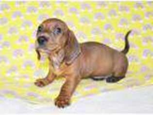 Dachshund Puppy for sale in Roseville, CA, USA