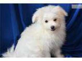 Maltipom Puppy for sale in Sioux Falls, SD, USA