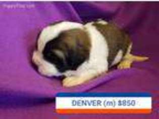 Saint Bernard Puppy for sale in Alamosa, CO, USA
