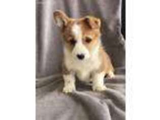 Pembroke Welsh Corgi Puppy for sale in Mayslick, KY, USA