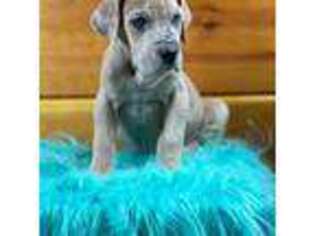 Great Dane Puppy for sale in Beulah, MI, USA