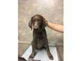 German Shorthaired Pointer Puppy for sale in Sun Valley, CA, USA