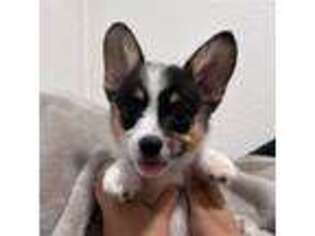 Pembroke Welsh Corgi Puppy for sale in Fresno, CA, USA