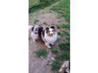 Shetland Sheepdog Puppy for sale in BUTLER, PA, USA
