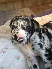 Great Dane Puppy for sale in Rochester, NY, USA