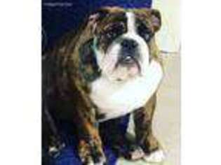Bulldog Puppy for sale in Blue Island, IL, USA
