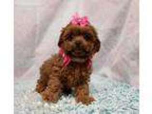Shih-Poo Puppy for sale in Henagar, AL, USA