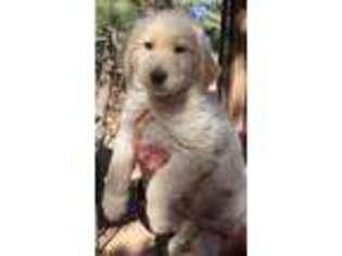 Golden Retriever Puppy for sale in Ridgway, CO, USA
