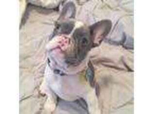 French Bulldog Puppy for sale in Kalispell, MT, USA