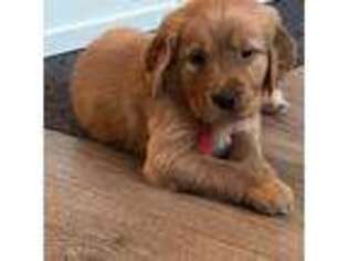 Golden Retriever Puppy for sale in Keller, TX, USA